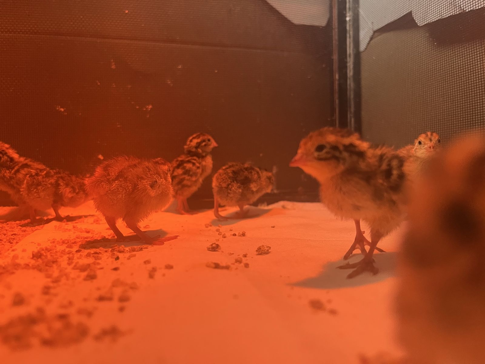 Coturnix Quail Chicks