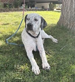 A164382 Marble, Available for Adoption