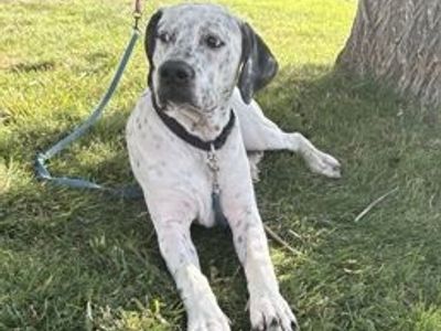 A164382 Marble, Available for Adoption