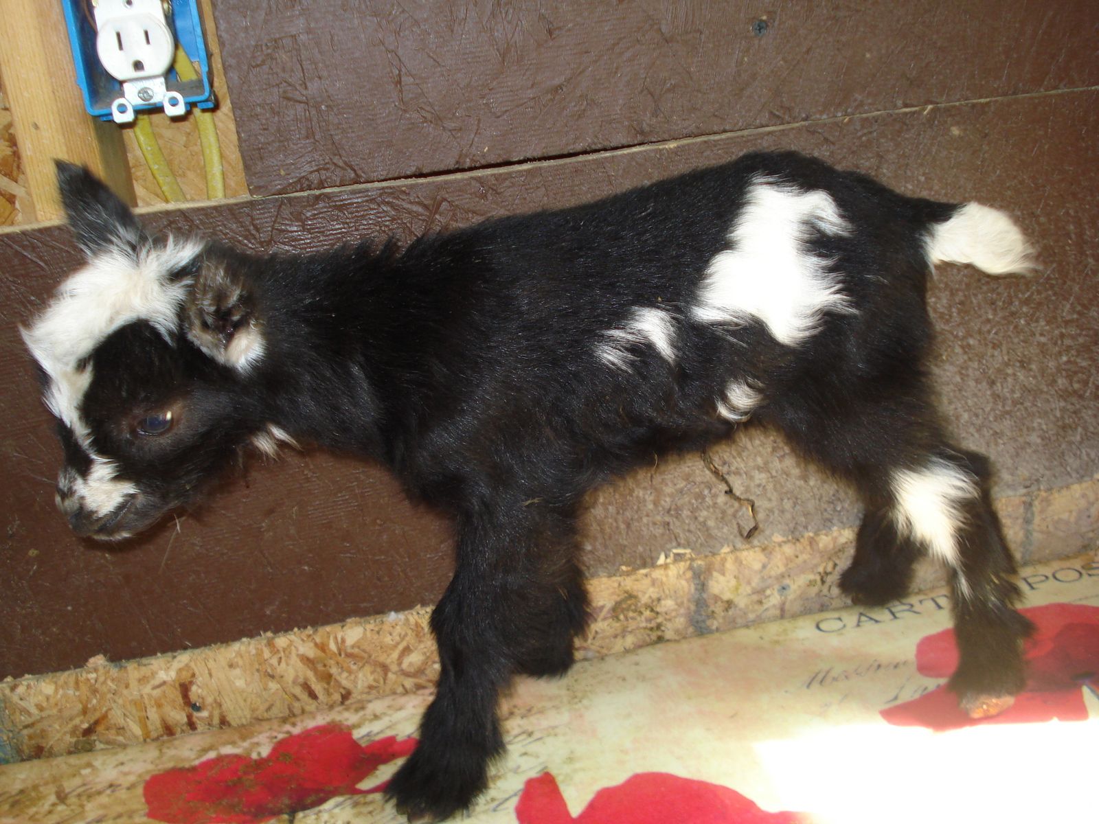 Nigerian Dwarf doe kid