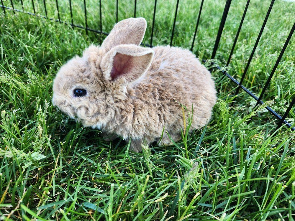 Fluffy and Curly cutest bunnies