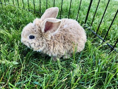 Fluffy and Curly cutest bunnies