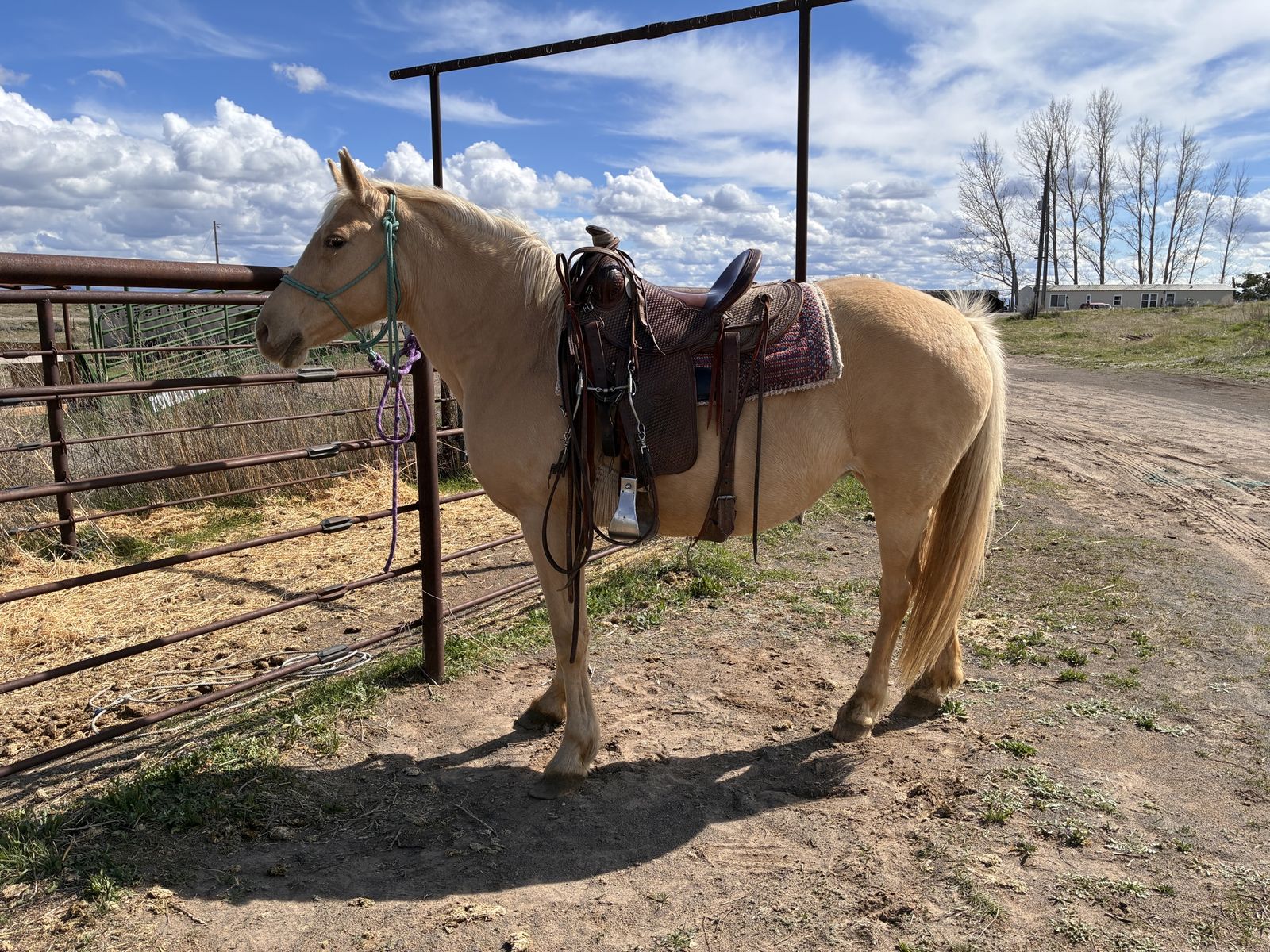 Gaited Mare