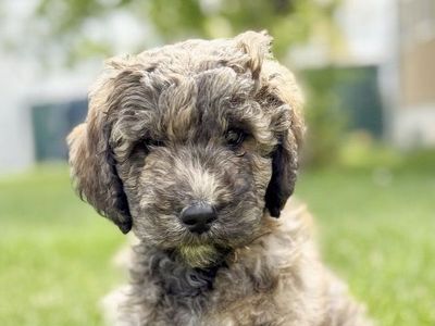 Meet, "Tiny"-F1B Bernedoodle (standard size)