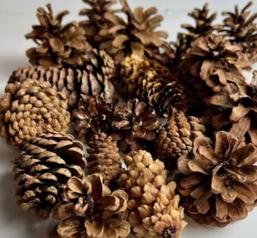 50 Pine Cones for Crafts and Home Decor