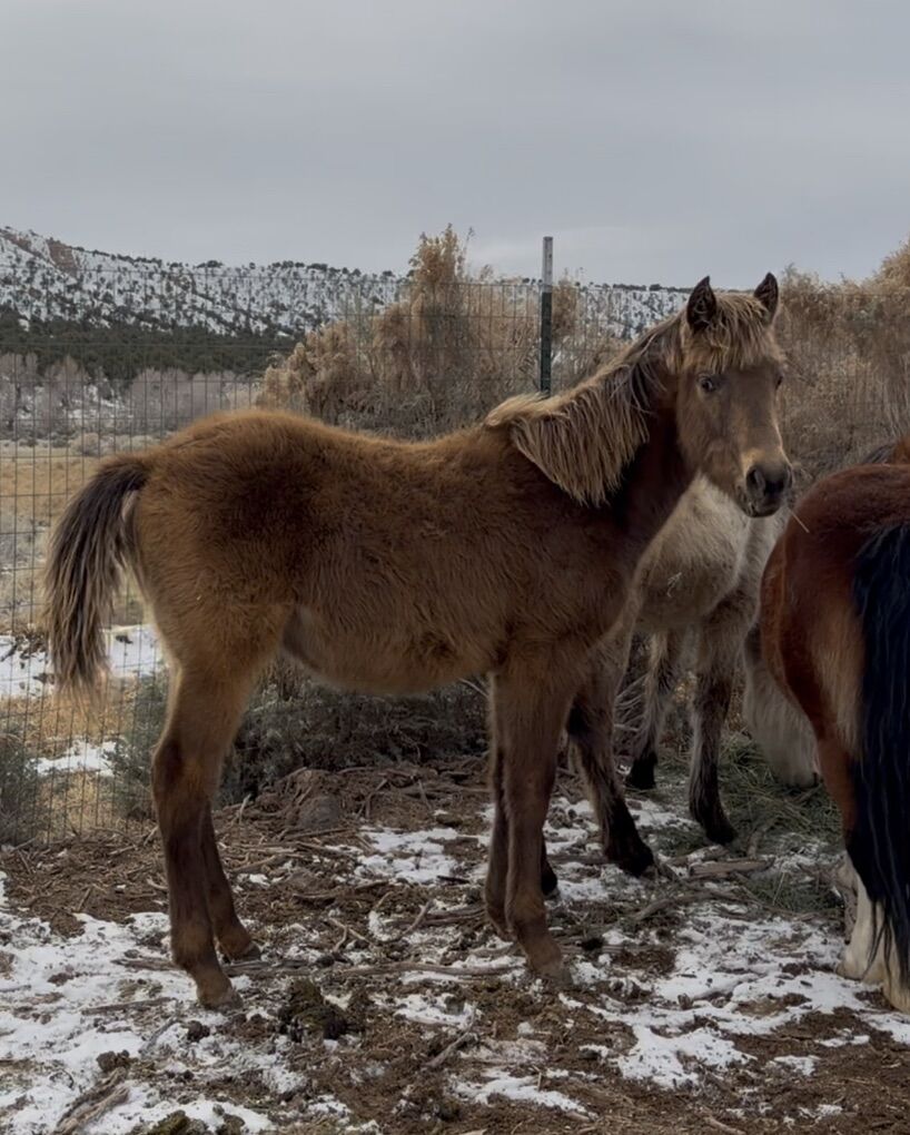 Appaloosa X Morgan Weanling Filly