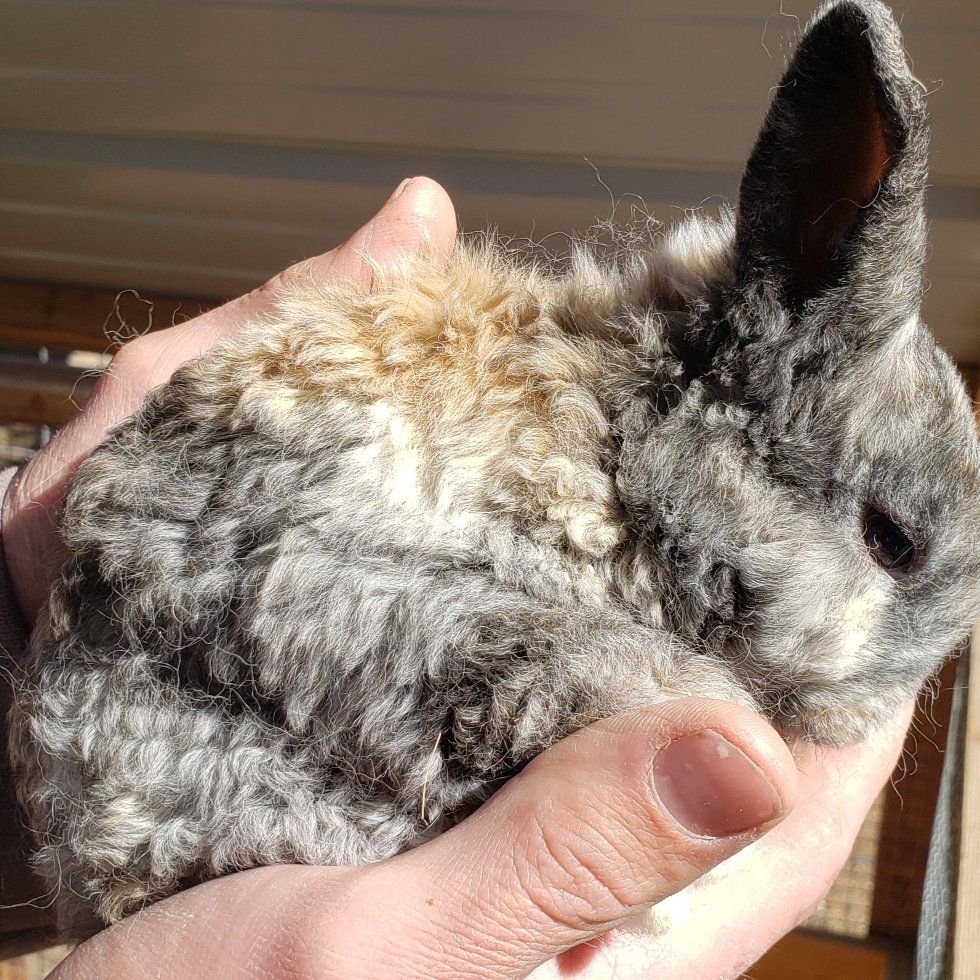 Astrex (curly hair) Bunnies