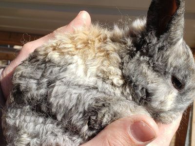 Astrex (curly hair) Bunnies