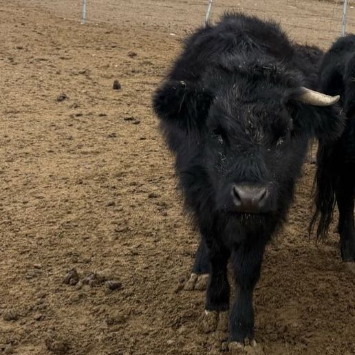 Highland Cattle - Healthy Farm Livestock | Cattle | KSL Classifieds