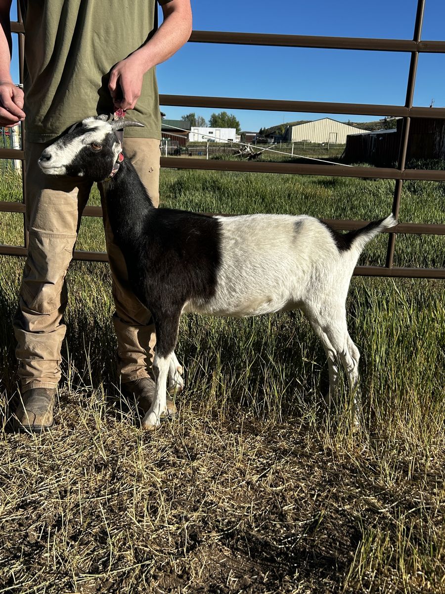 Friendly Lamancha Doe