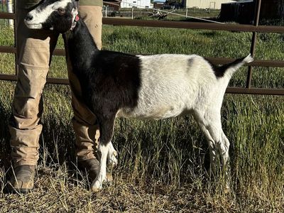 Friendly Lamancha Doe