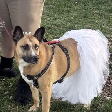 sweet adult dog! 