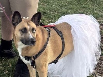 sweet adult dog!