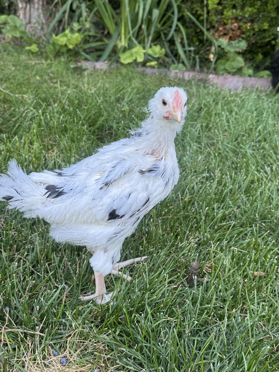 Sweetest Ermine x Cream of Legbar mix Roo- Blue Egg Genes!