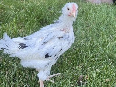 Sweetest Ermine x Cream of Legbar mix Roo- Blue Egg Genes!