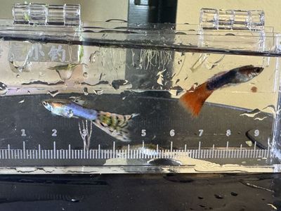 Mutt Guppies