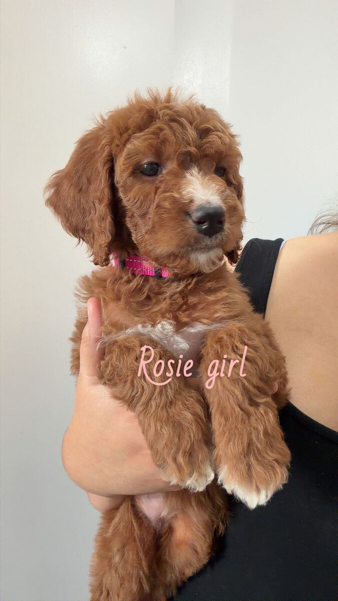 🧸 Goldendoodle Puppies