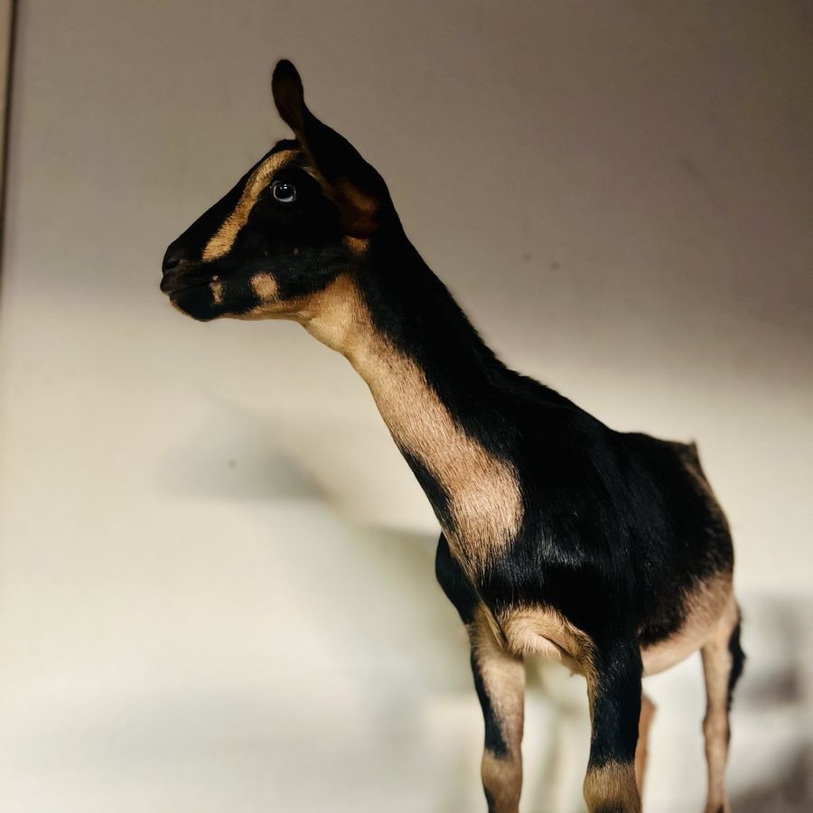 PUREBRED F6 Mini Nubian doeling