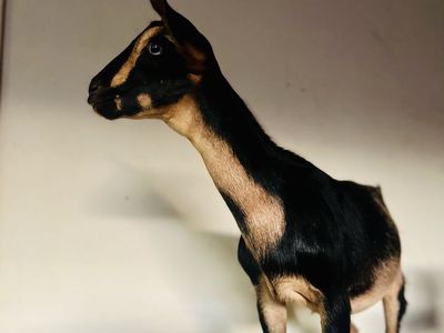 PUREBRED F6 Mini Nubian doeling
