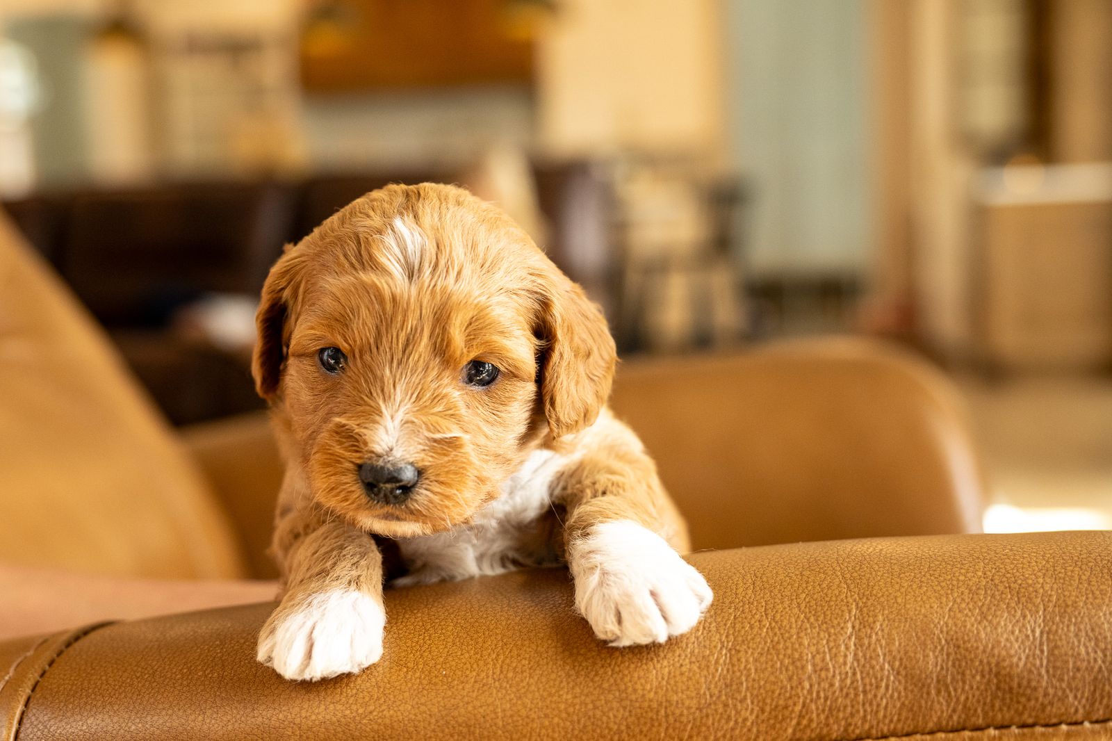 Female Therapy Grade F1 Mini-Goldendoodle Pup