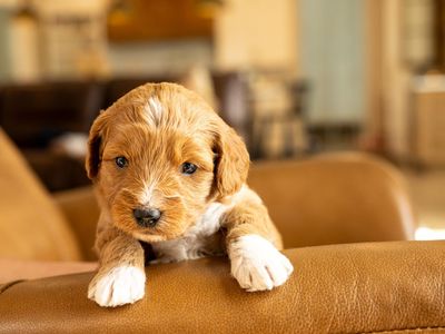Female Therapy Grade F1 Mini-Goldendoodle Pup