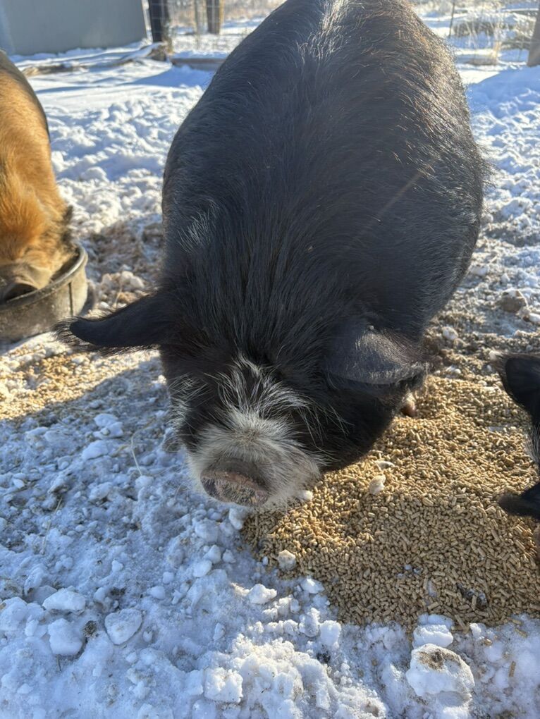 IPP/Kunekune Boar 1yr Old