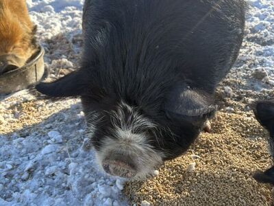 IPP/Kunekune Boar 1yr Old