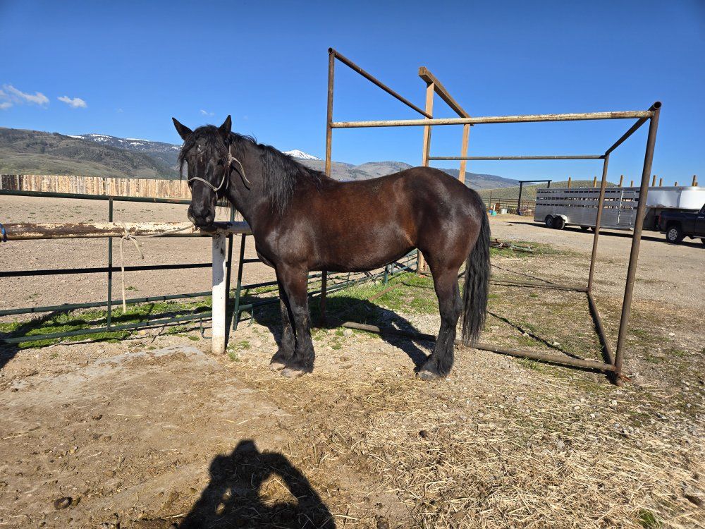 percheron mare