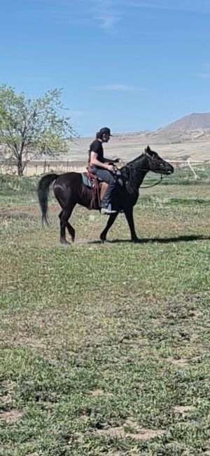 Mustang Fox trott mix