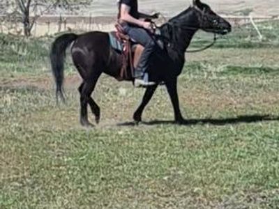 Mustang Fox trott mix