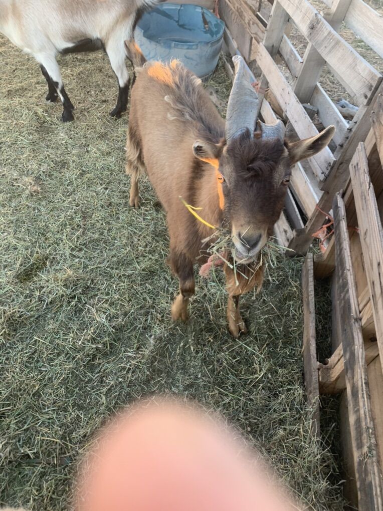 Goat Buck Toggenburg Dairy