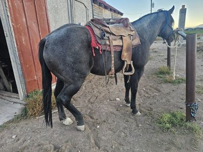 aqha blue roan working horse/rope.