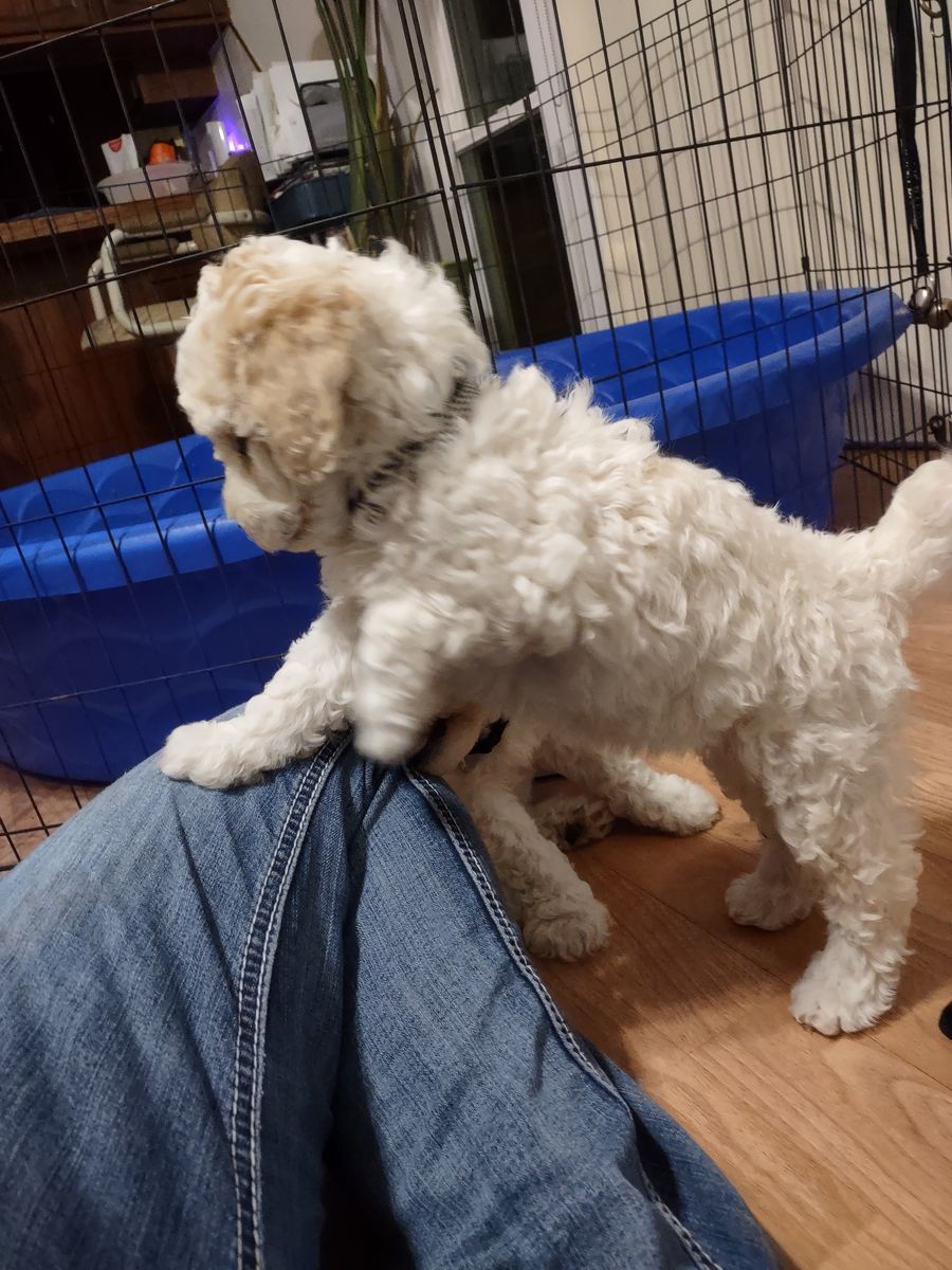 Moyen poodle puppies