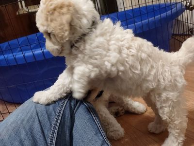Moyen poodle puppies
