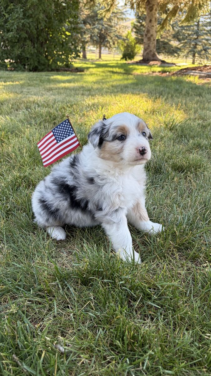 Adorable Aussie Puppies - Male & Female Available