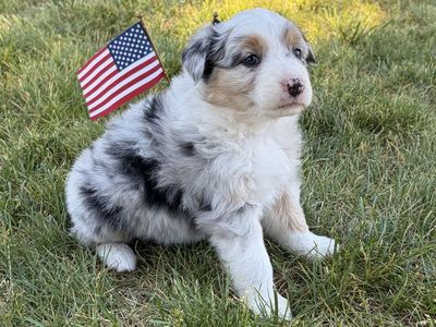 Adorable Aussie Puppies - Male & Female Available