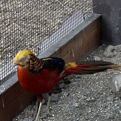 Exotic Pheasants 