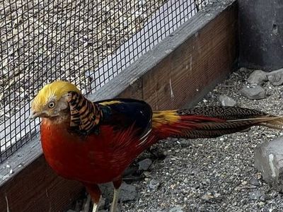 Exotic Pheasants