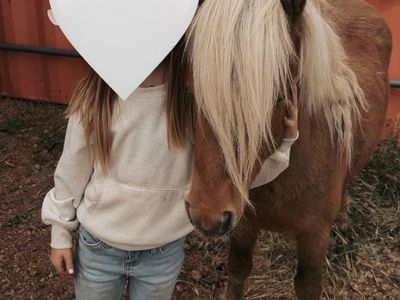 Pony/horse