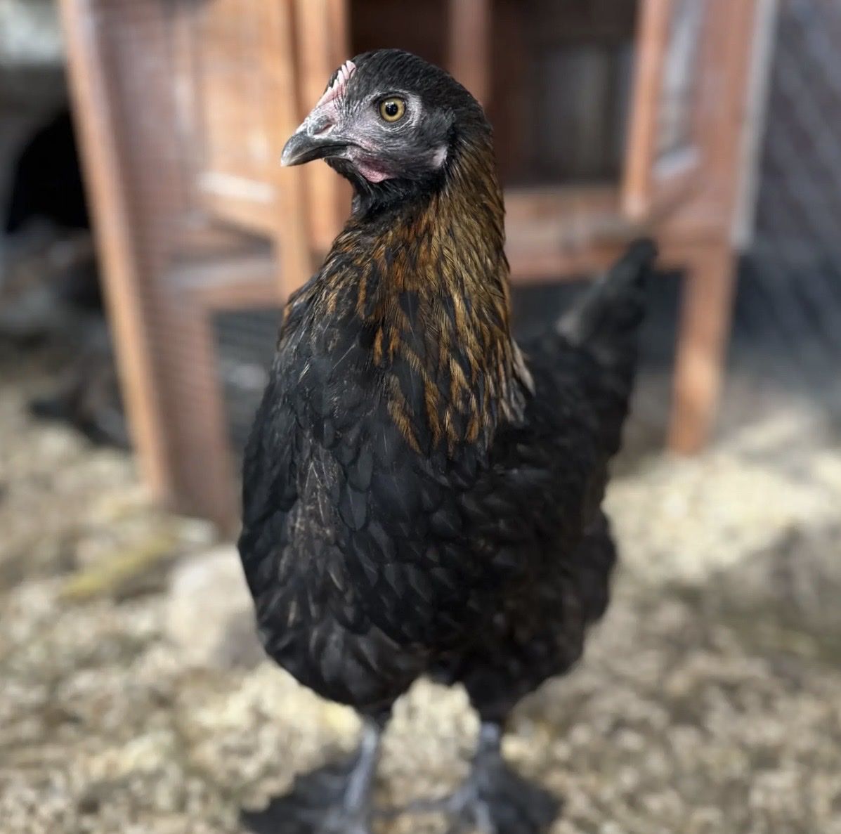 French black Copper maran pulletts