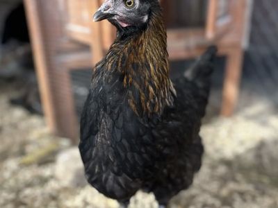 French black Copper maran pulletts
