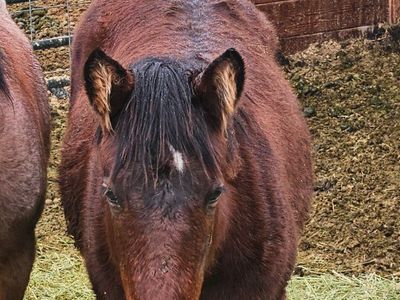 REDUCED! 2025 AQHA Bay Filly (Updated Photos)