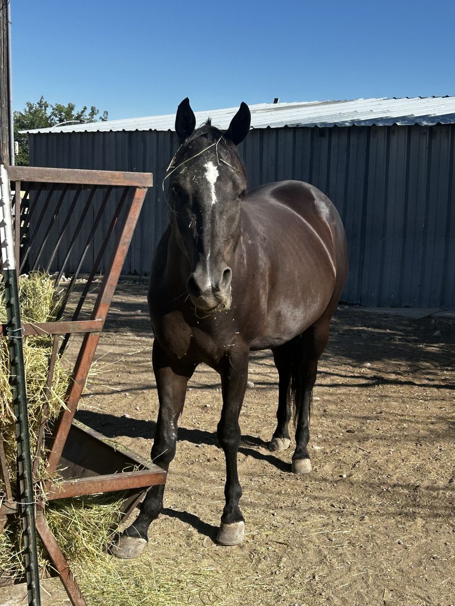 Registered Mare