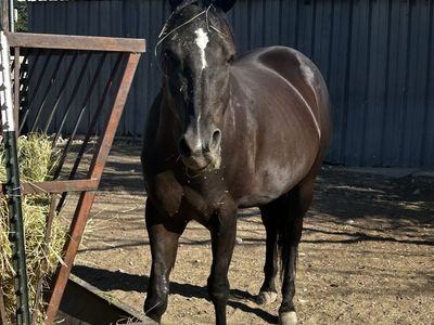 Registered Mare