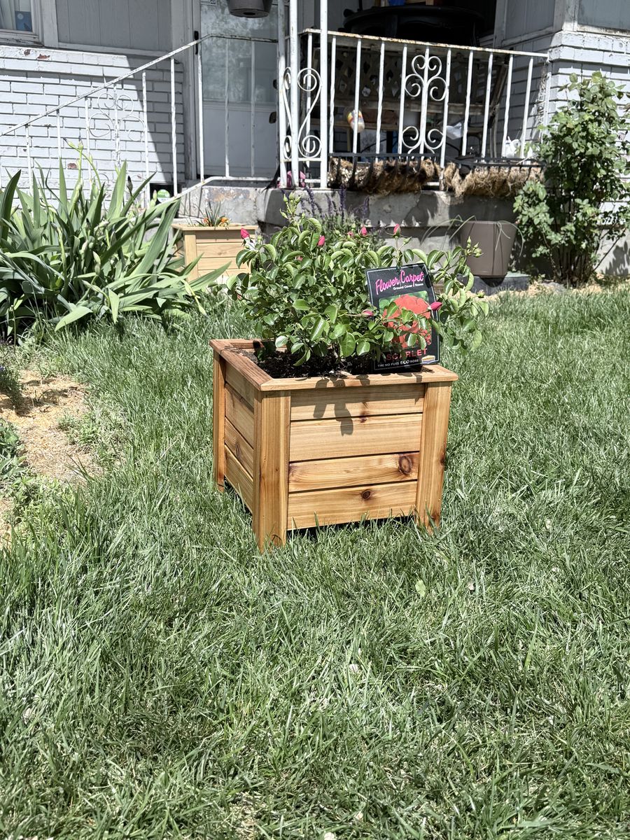 Cedar boxes