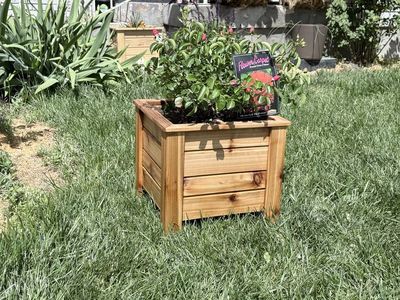 Cedar boxes