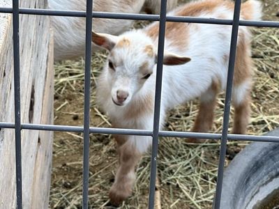 Nigerian dwarf kids