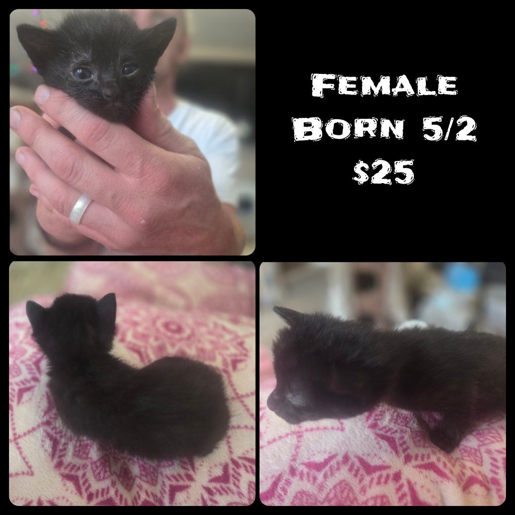 Kittens