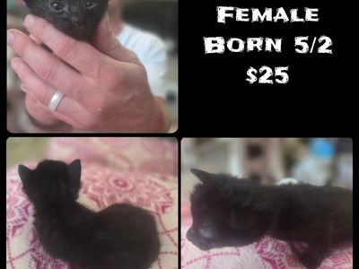 Kittens