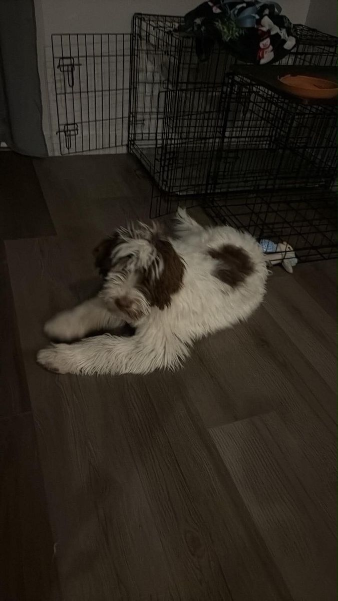 Male Bernedoodle